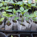 Bolsa de vivero biodegradable 100/500uds
