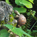 Tortuguitas de resina | Set 1 o 2 piezas para jardín o pecera