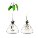 Jarrón germinador de semillas de aguacate | Kit vidrio con pegatinas