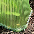 Cubierta protectora para plántulas | Mini invernadero portátil para jardín