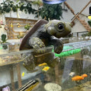 Tortuguitas de resina | Set 1 o 2 piezas para jardín o pecera